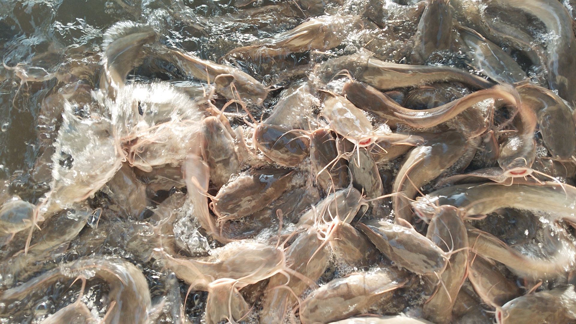 Our live catfish in the ponds at Maidstone Farms