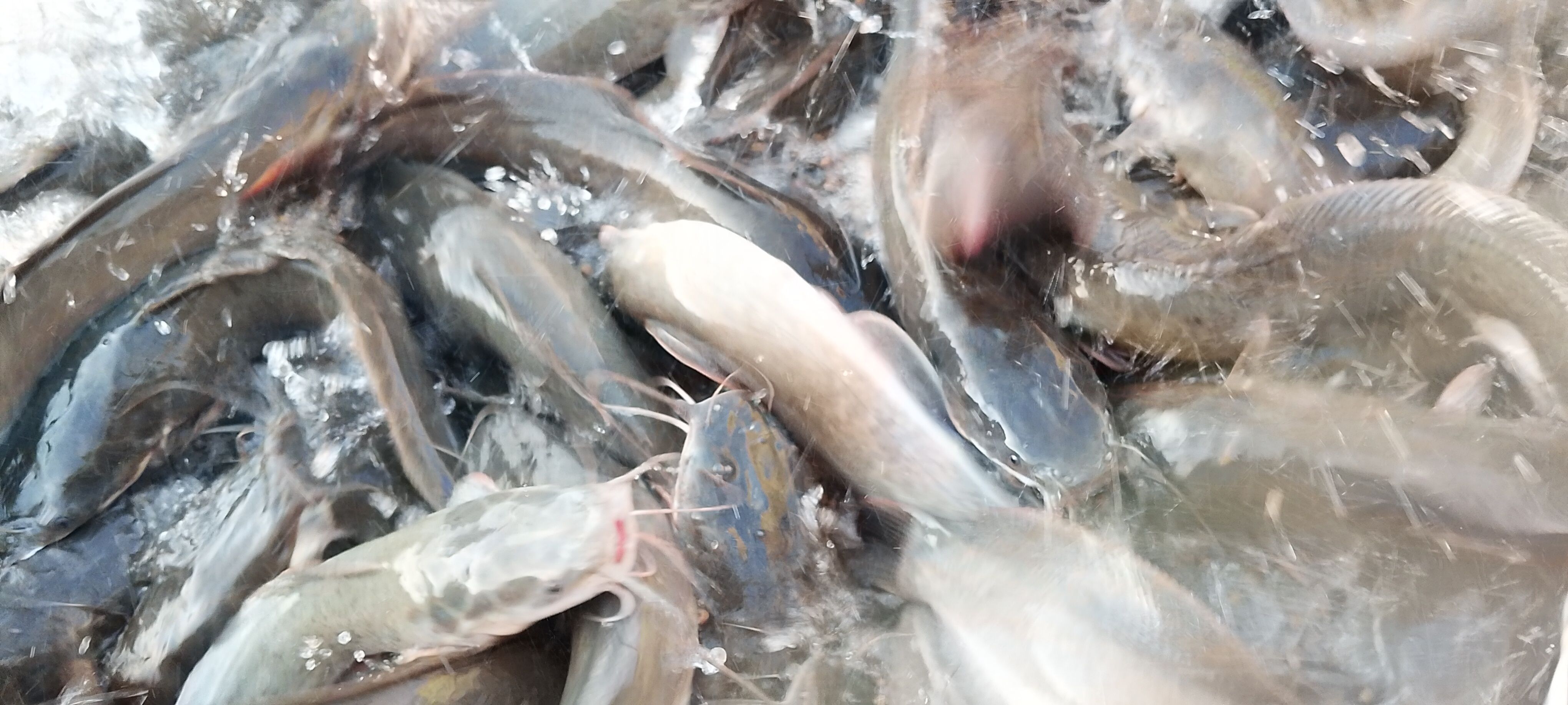 Catfish feeding at Maidstone Farms