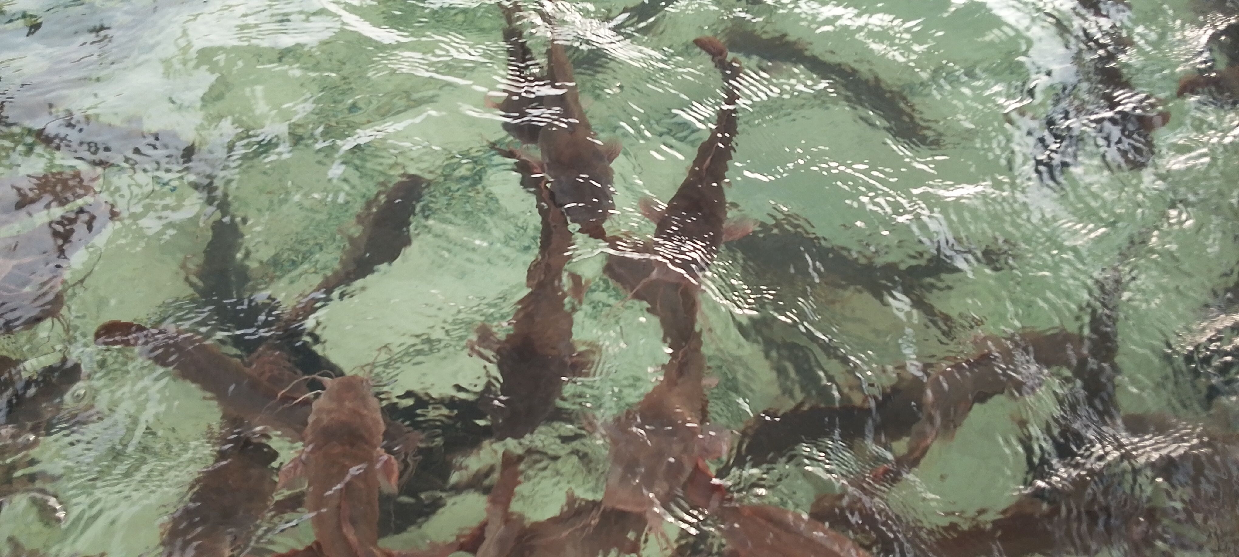 Catfish swimming just below the water at Maidstone Farms