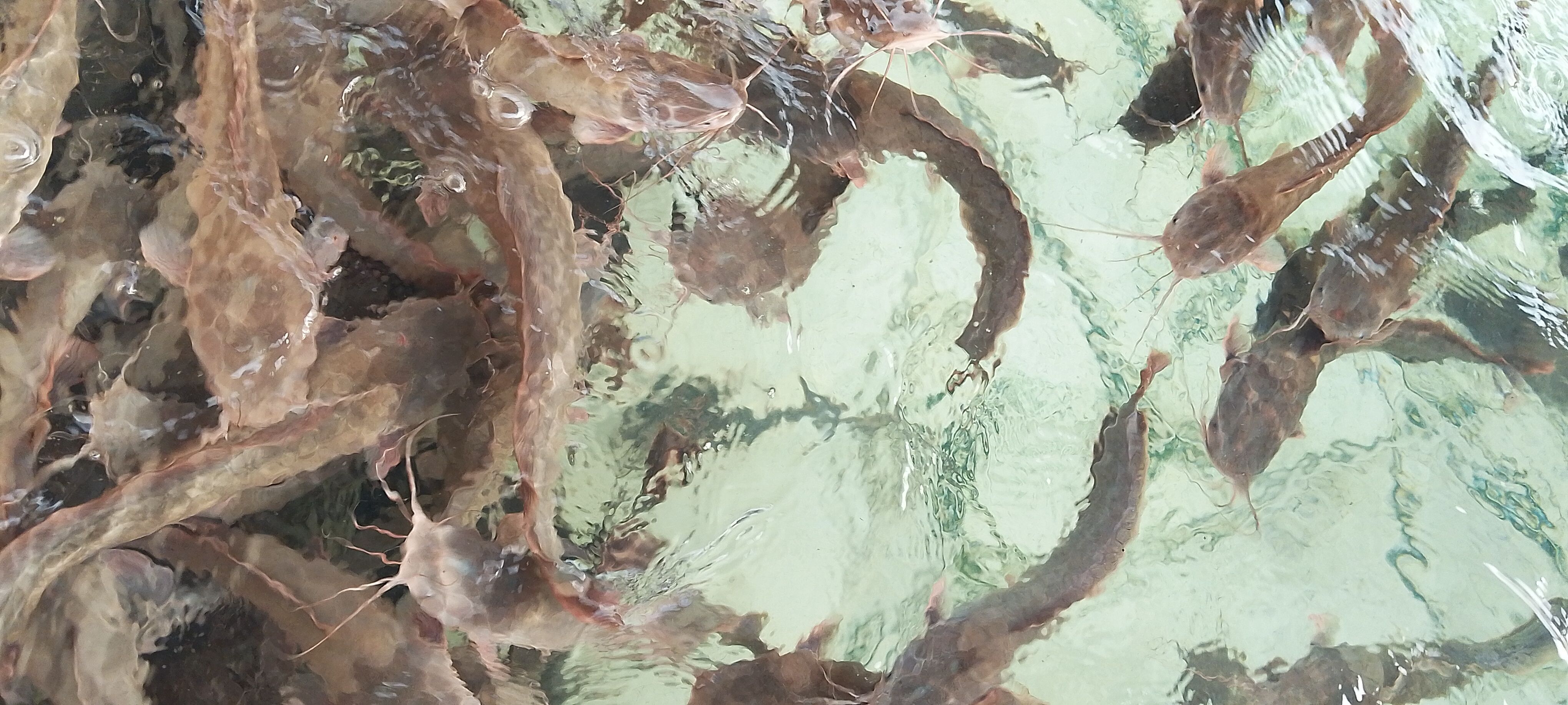 Our catfish swimming in the pond at Maidstone Farms