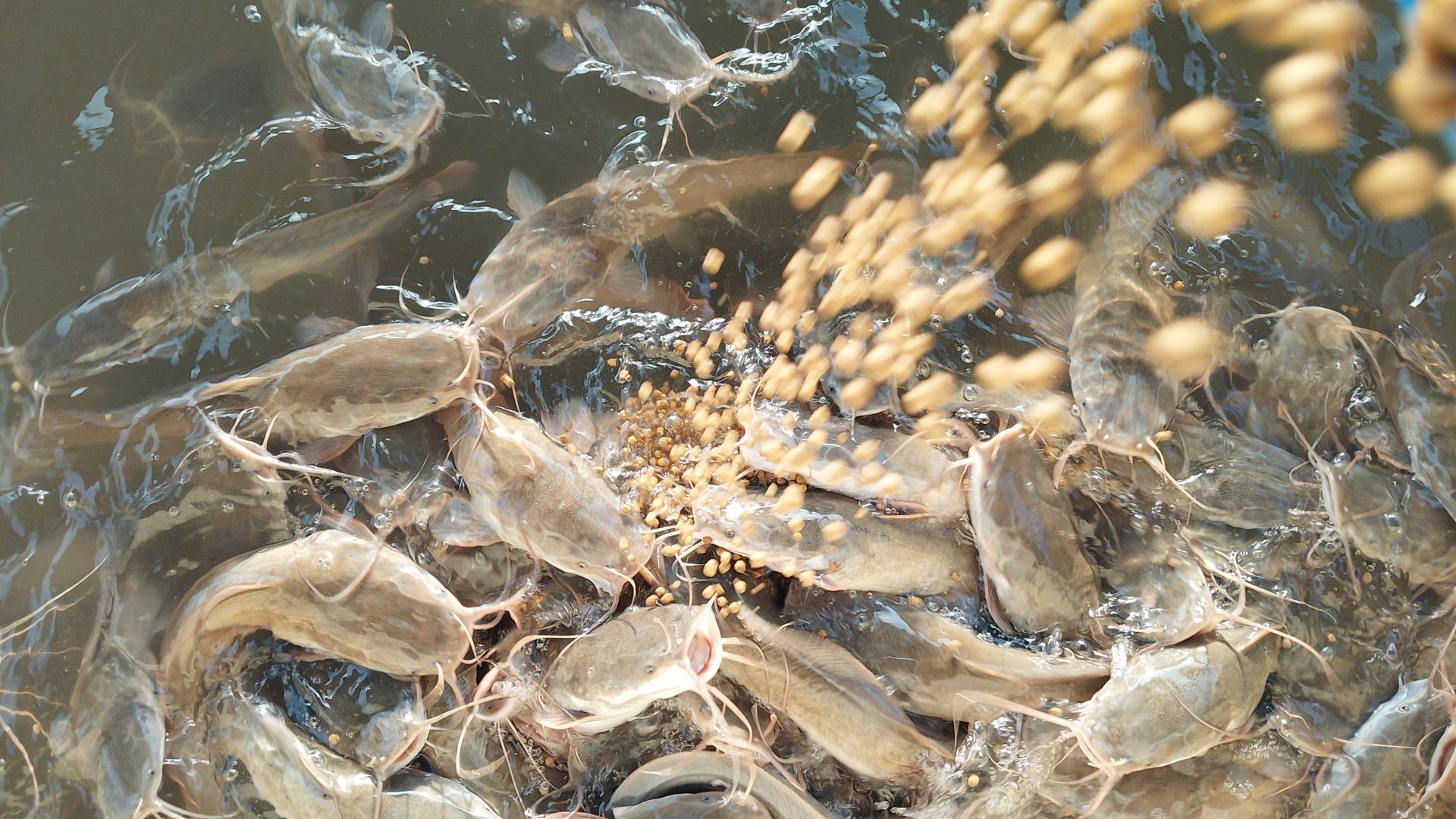 Feeding time at the ponds