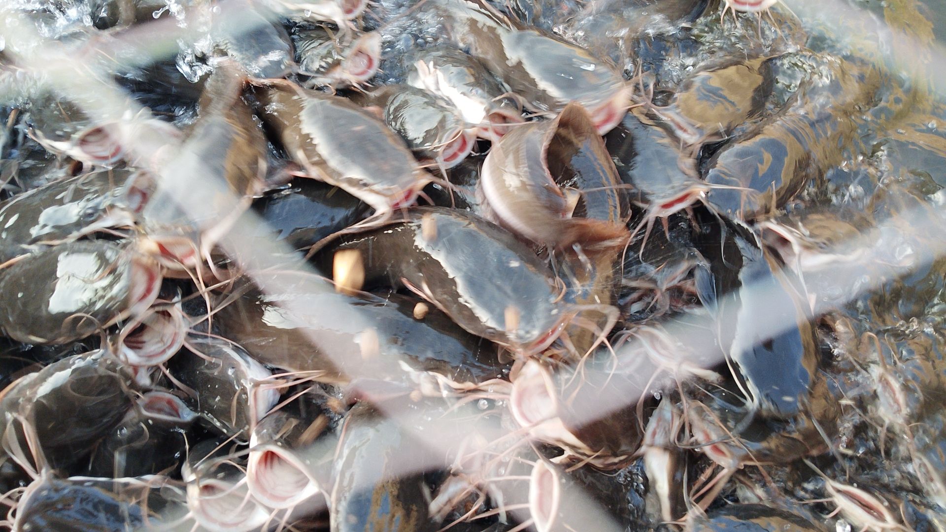 Catfish in concrete ponds