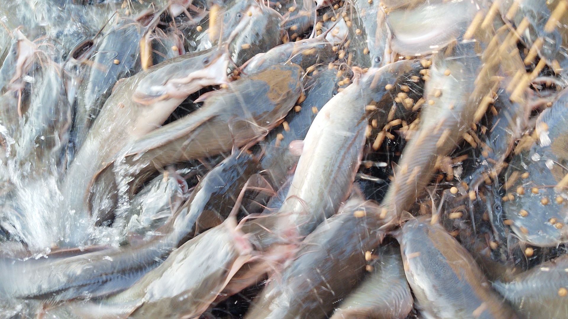 Active feeding at Odo-Agamegi