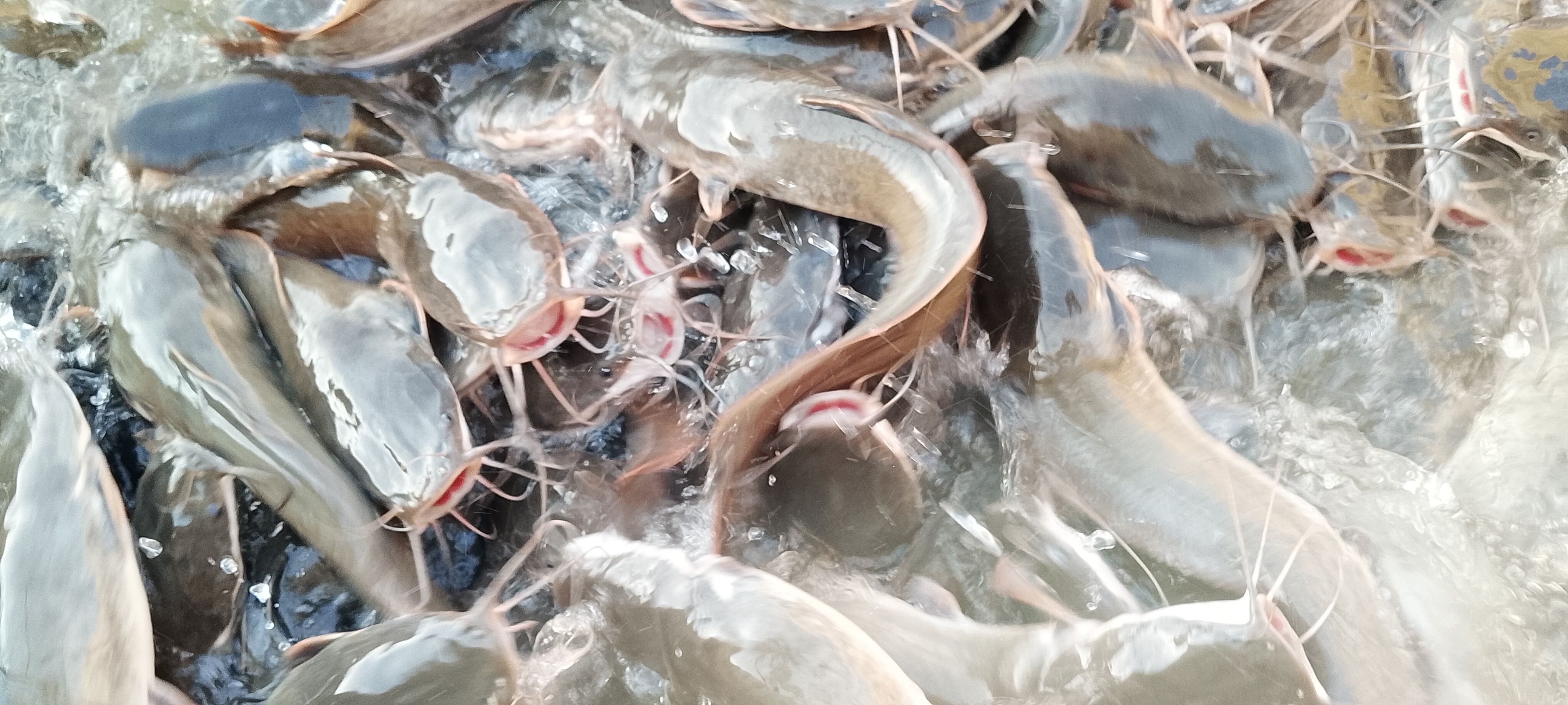Dense catfish stock during feeding