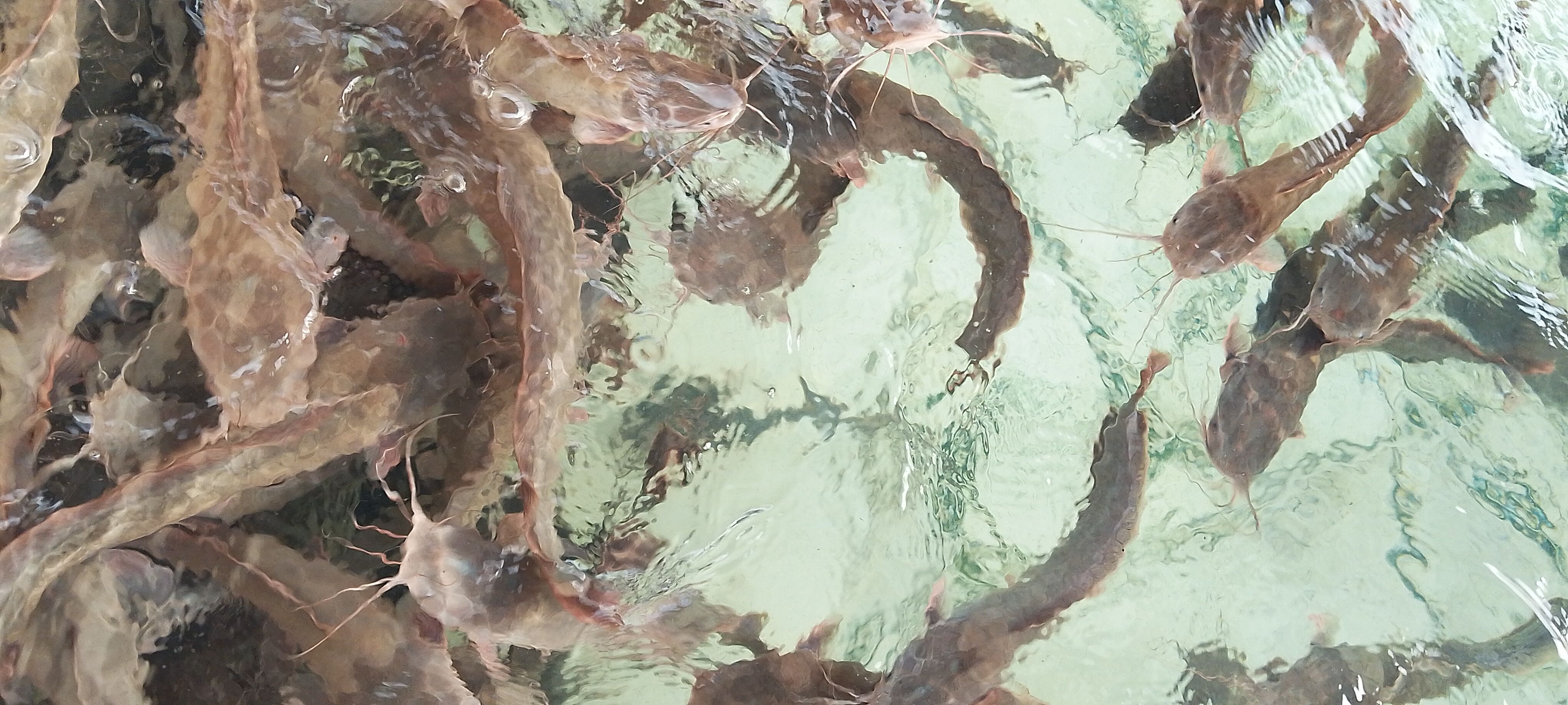 Fish swimming in clear pond water