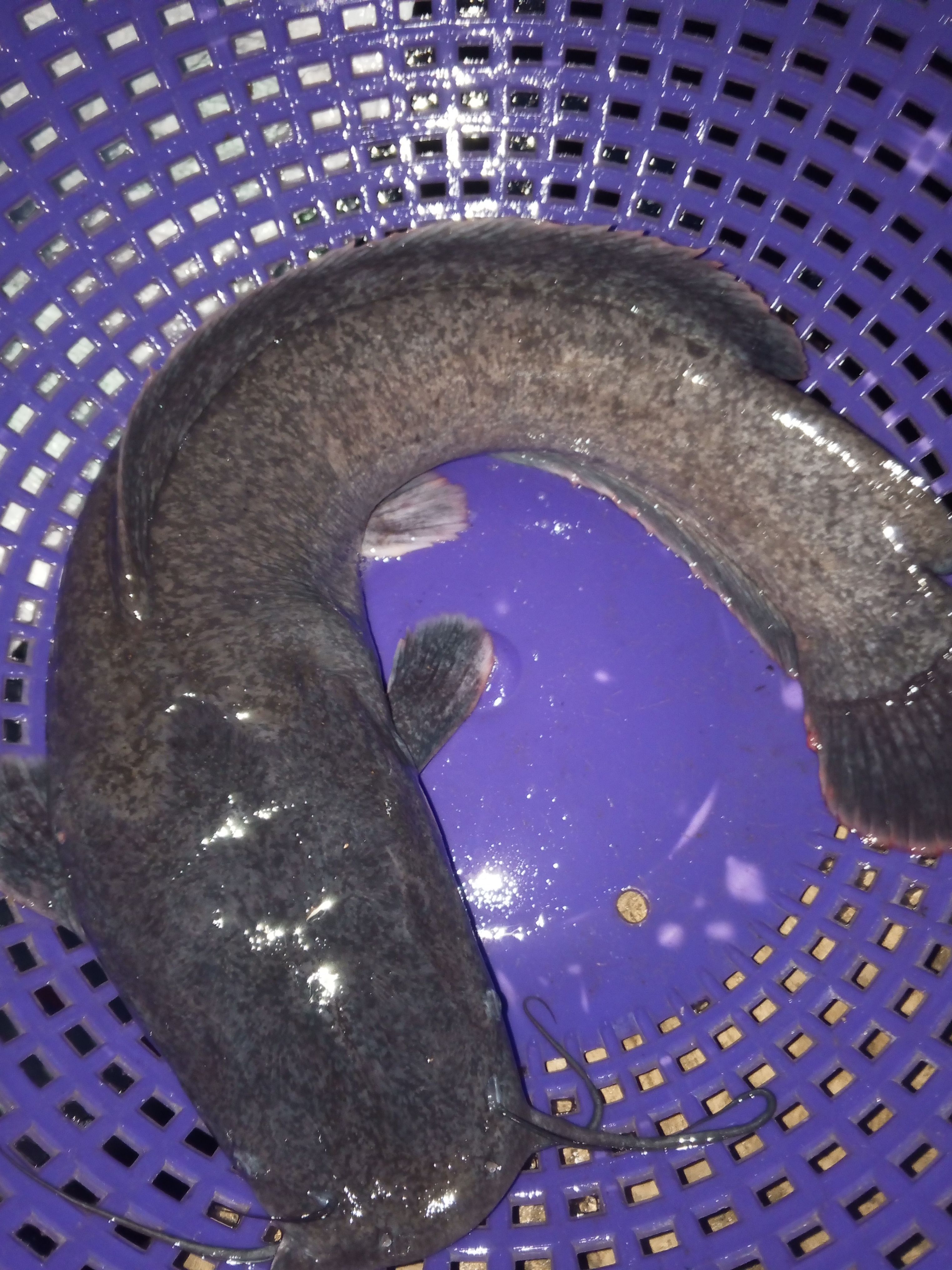 Table-size catfish, 1.5kg, ready for market